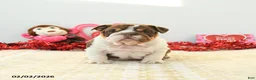 English Bulldog dogs for sale: Blossom - Ad 5