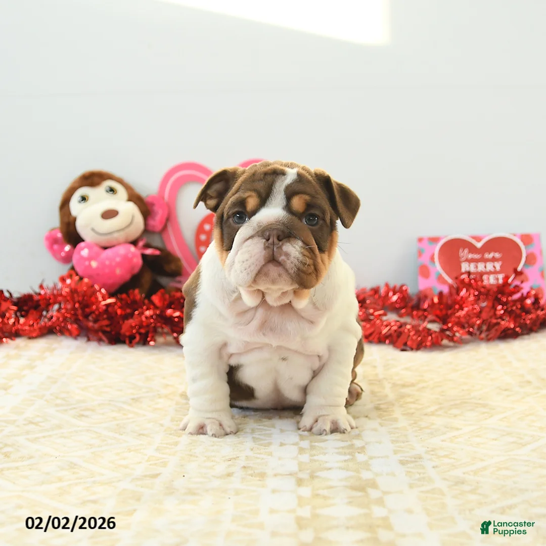 English Bulldog dogs for sale: Blossom - Ad 5