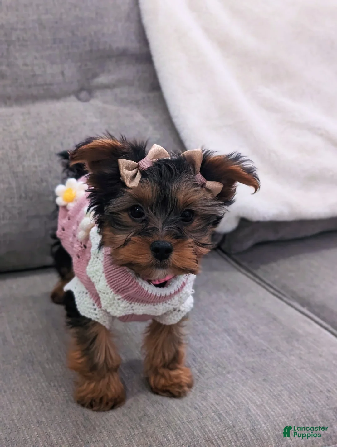Yorkshire Terrier dogs for sale: Zoey - Ad 1