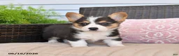 Welsh Corgi Pembroke dogs for sale: Moose - Ad 4