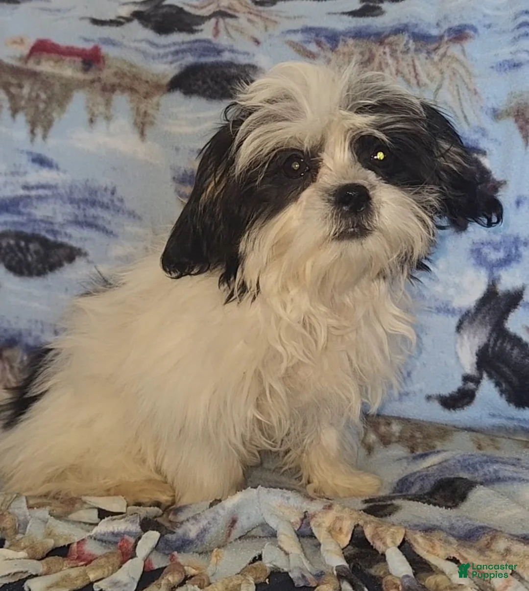 Mixed Breed dogs for sale: Oreo - Ad 11