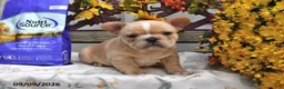 French Bulldog dogs for sale: Waffles - Ad 5