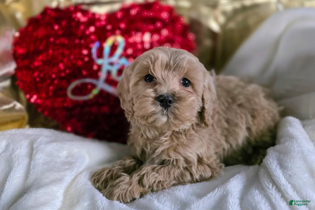 Cockapoo dogs for sale: Felix - Ad 1