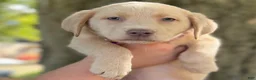 Labrador Retriever dogs for sale: Labrador Retriever 1 - Ad 12