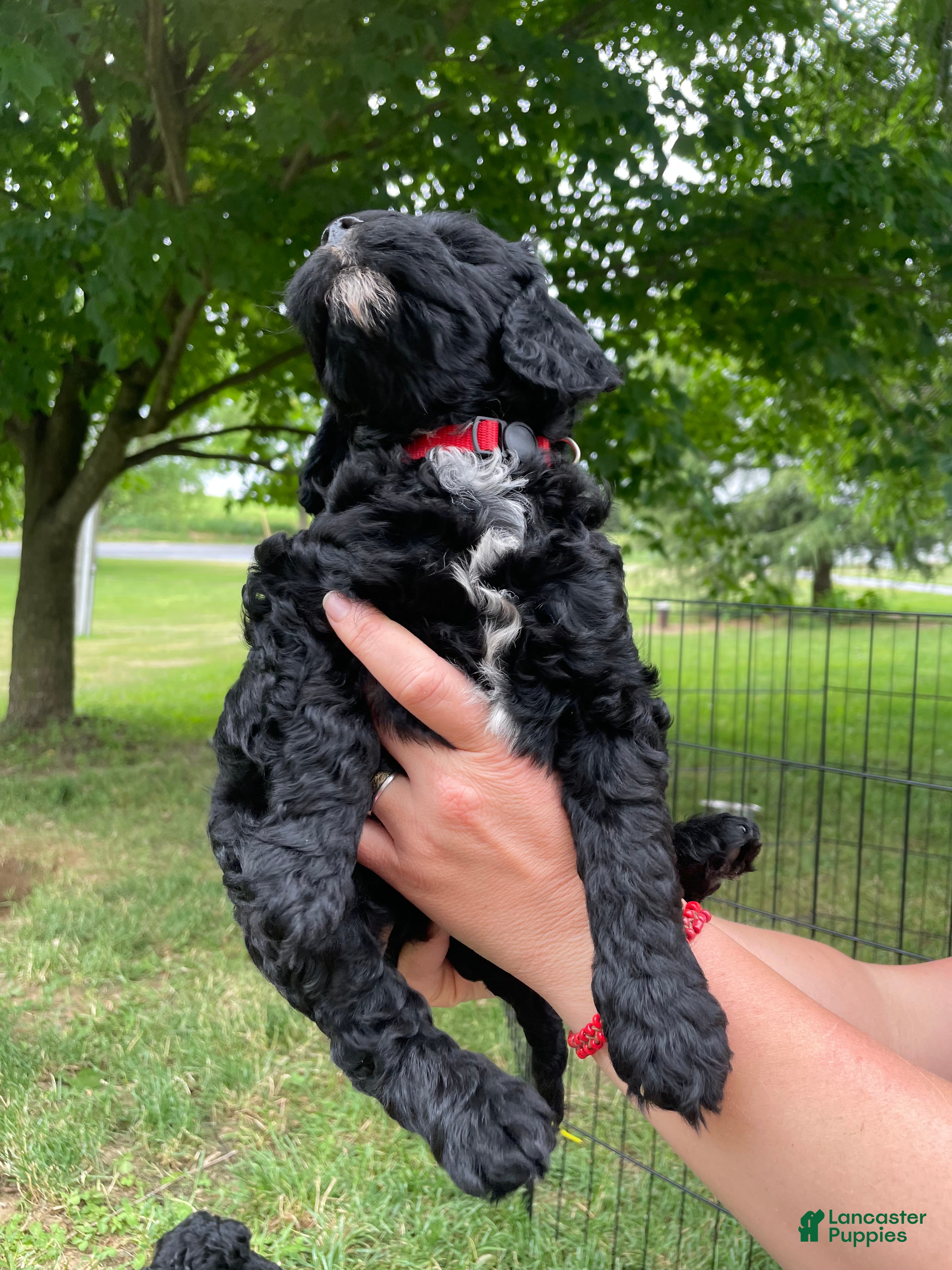 Miniature Poodle dogs Connie - Ad 2