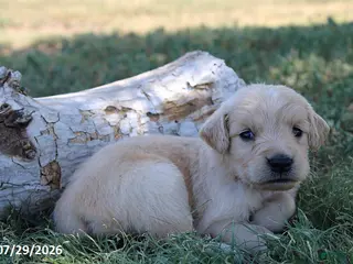 Golden Retriever dogs Archie - Ad 32