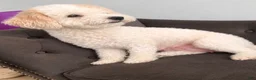 Bichpoo dogs for sale: Bichpoo 2 - Ad 2
