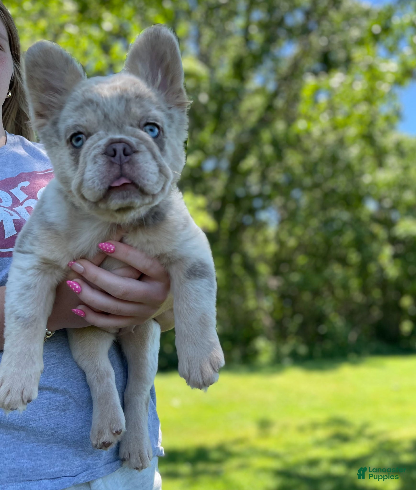 French Bulldog dogs Bingo - Ad 1