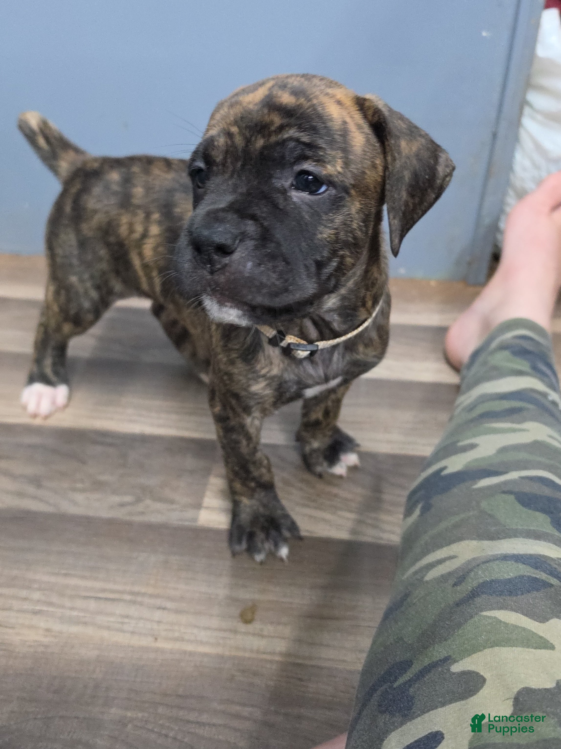 Cane Corso dogs Cane Corso Puppy 2 - Ad 18
