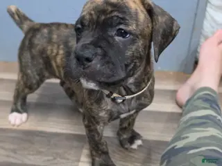 Cane Corso dogs Cane Corso Puppy 2 - Ad 18