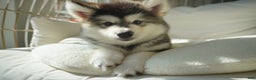 Alaskan Malamute dogs for sale: Dong Dong - Ad 5