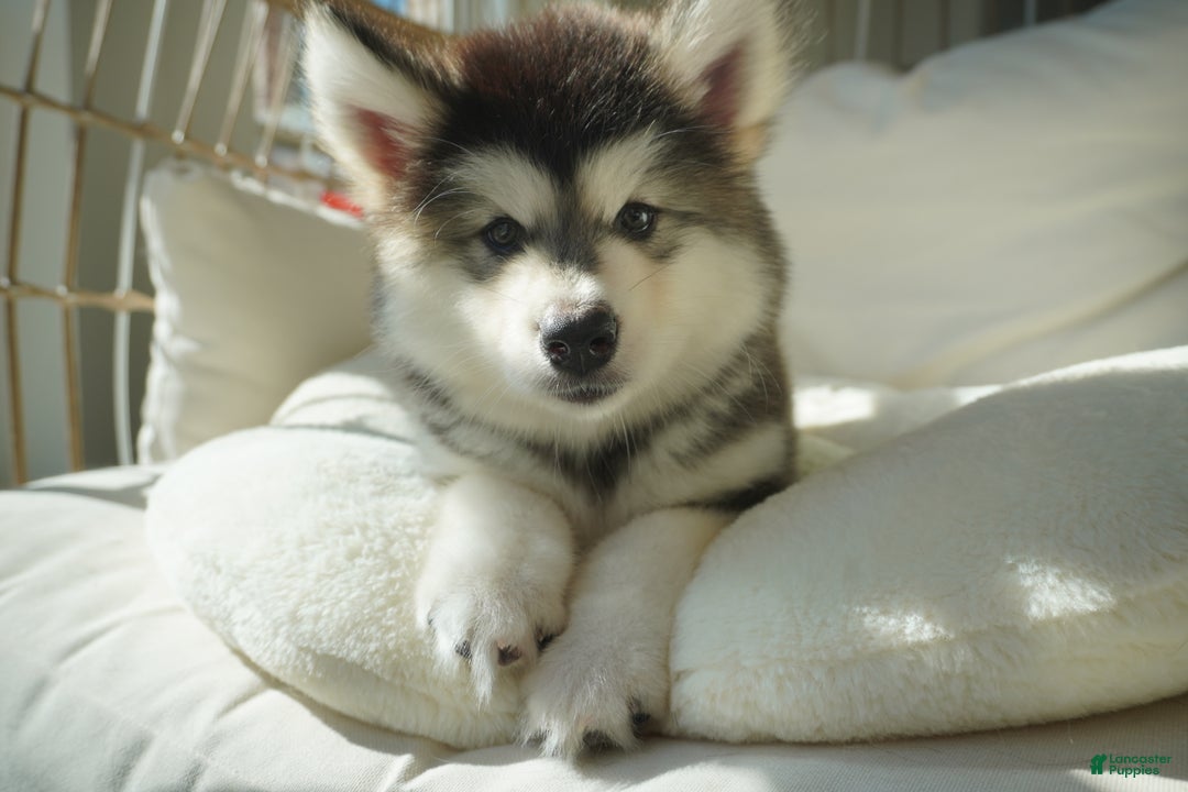 Alaskan Malamute dogs for sale: Dong Dong - Ad 5