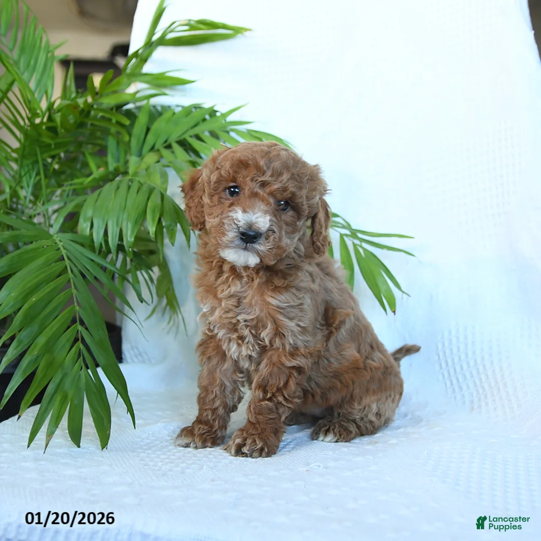 Miniature Poodle dogs for sale: Havana - Ad 3