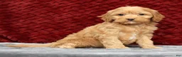 Cavapoo dogs for sale: Sandy - Ad 3