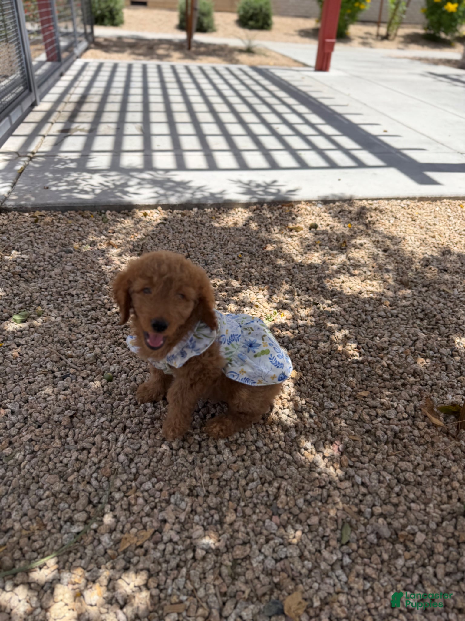 Goldendoodle dogs for sale: Goldendoodle Puppy 2 - Ad 4