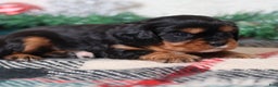 Cavalier King Charles Spaniel dogs for sale: Rudy | Genetically Screened  - Ad 7