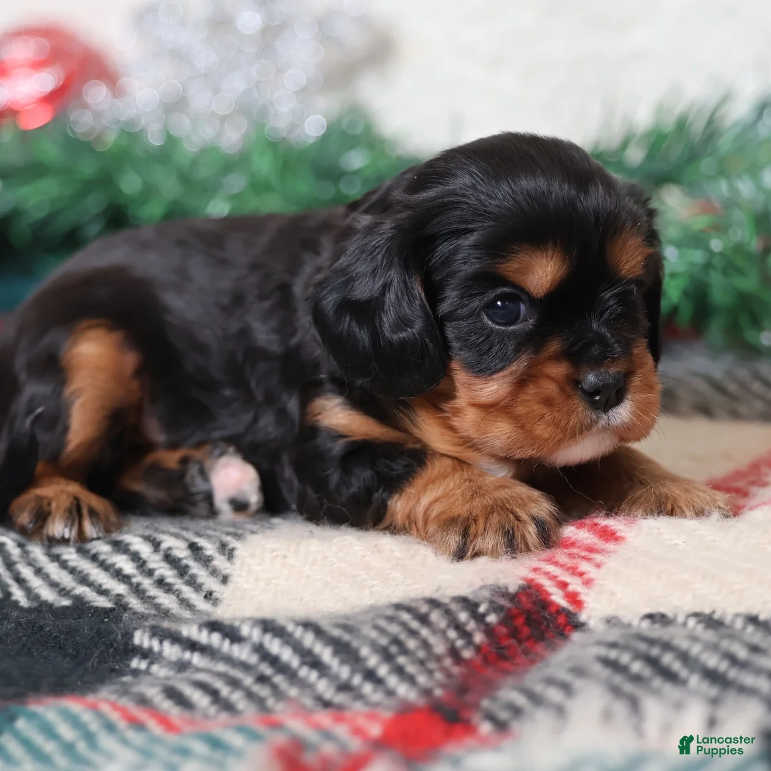 Cavalier King Charles Spaniel dogs for sale: Rudy | Genetically Screened  - Ad 19