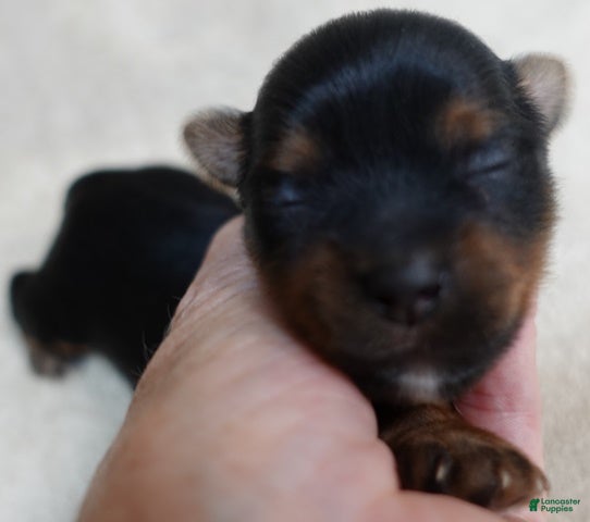 Yorkshire Terrier dogs Oakley - Ad 34