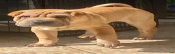 Shar Pei dogs for sale: Goose - Ad 34