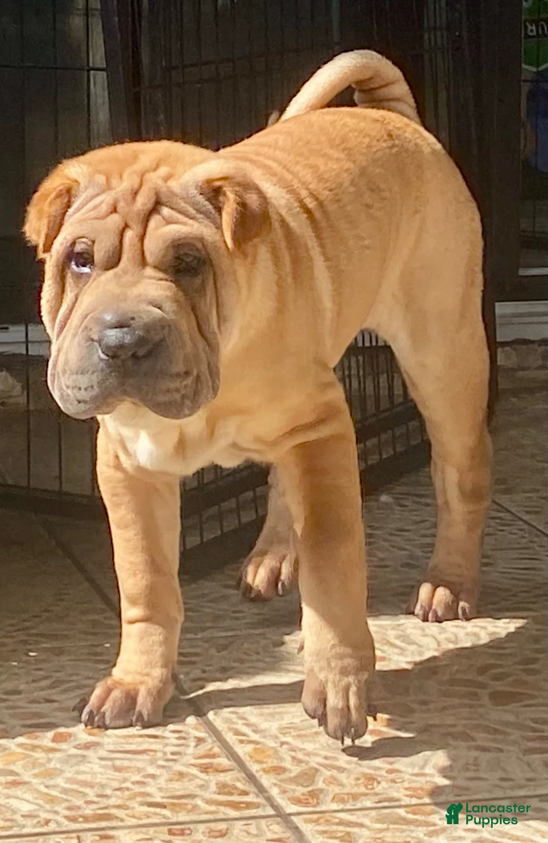 Shar Pei dogs for sale: Goose - Ad 34