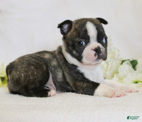 Boston Terrier dogs Rascal - Ad 1