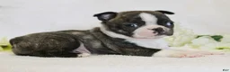 Boston Terrier dogs for sale: Rascal - Ad 5