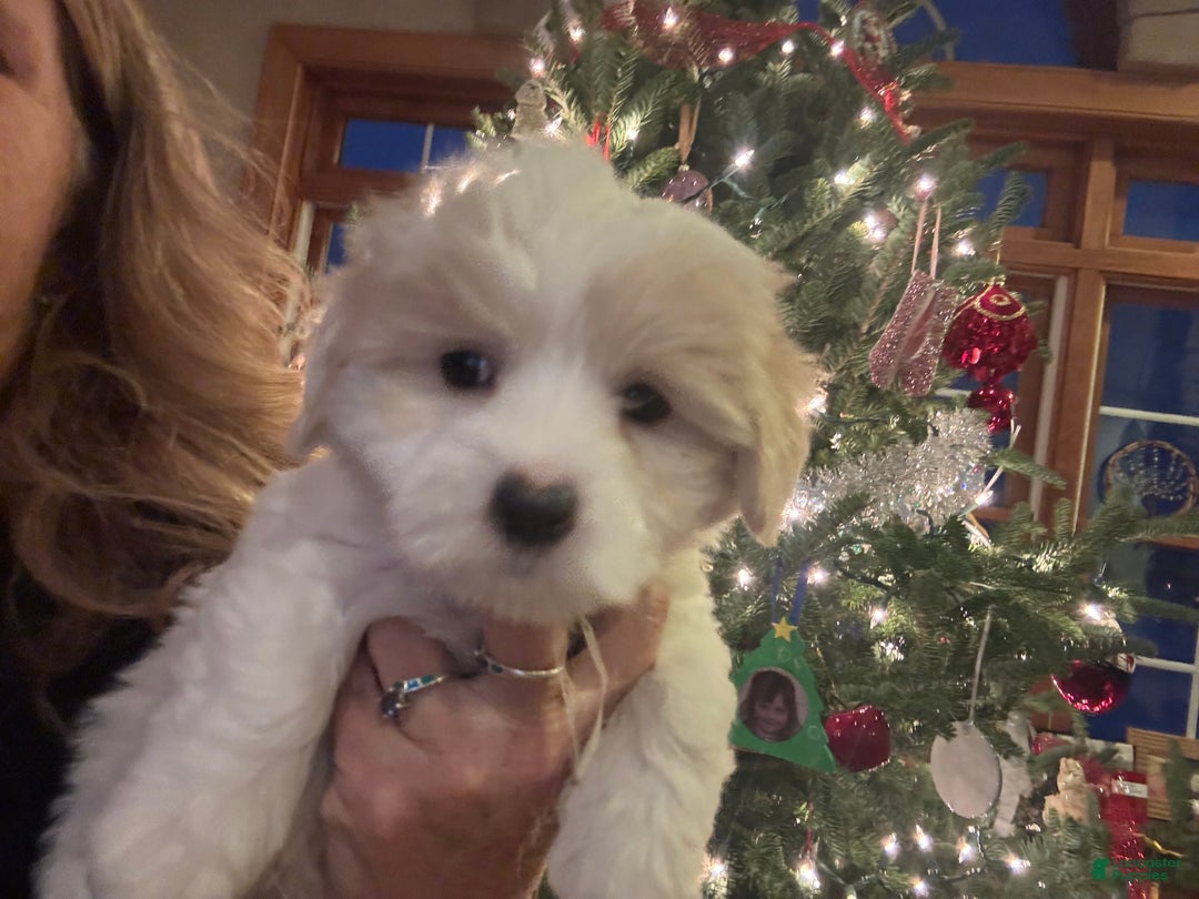 Coton De Tulear dogs for sale: Coton De Tulear Puppy 4 Eison - Ad 4