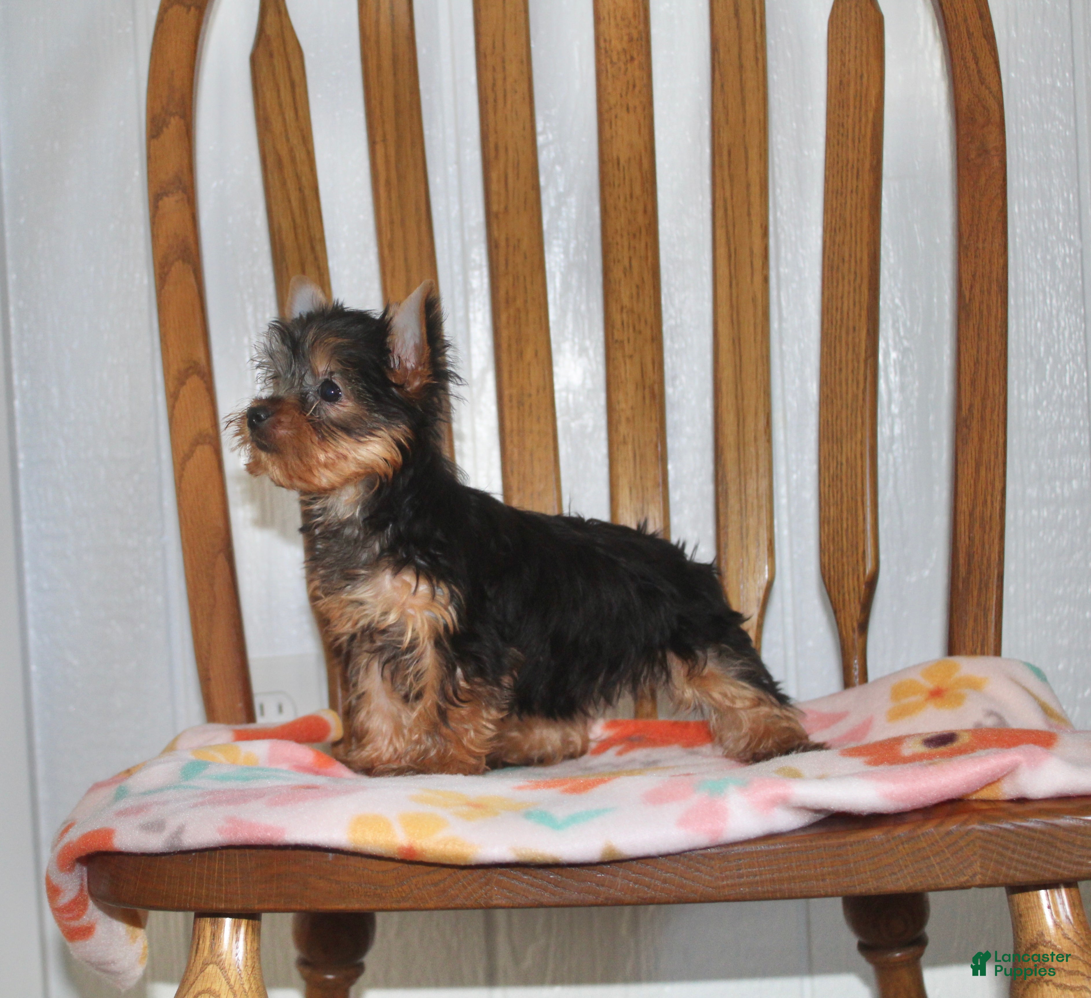 Yorkshire Terrier dogs for sale: Holly - Ad 2