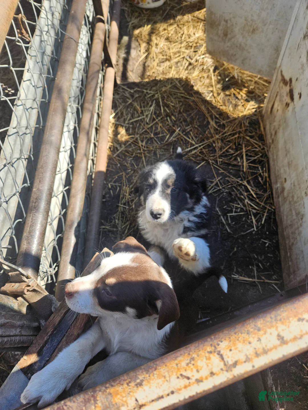 Border Collie dogs for sale: Elfrank (Call-Text) - Ad 1