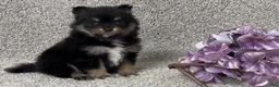 Pomeranian dogs for sale: Kirk - Ad 3
