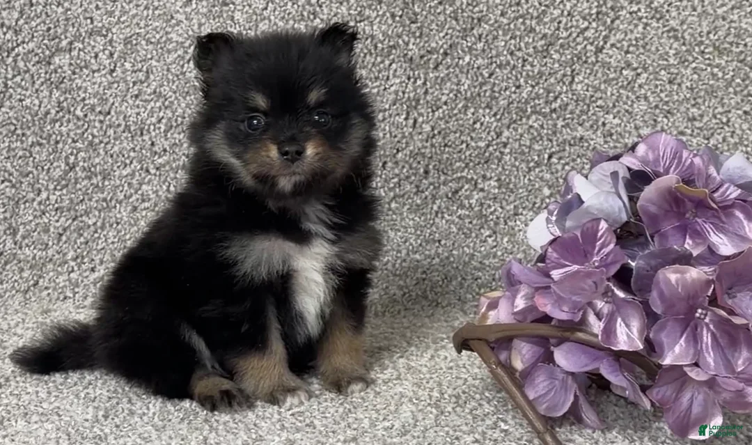 Pomeranian dogs for sale: Kirk - Ad 3
