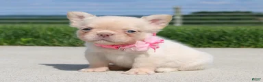 Buttercup