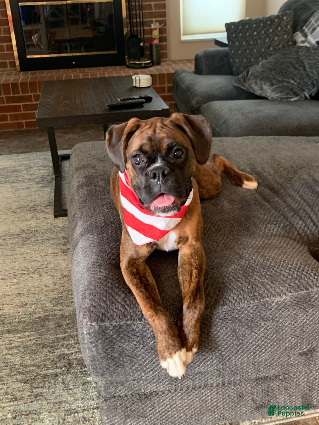 Gallery Image {{count}}