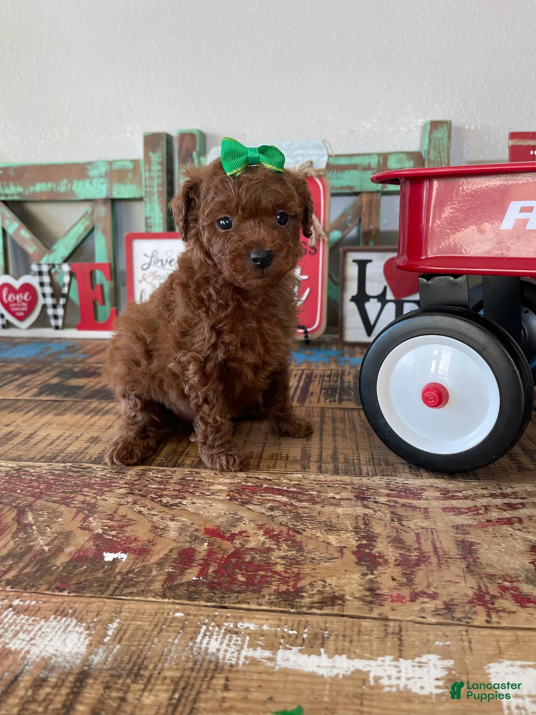 Toy Poodle dogs for sale: Akc Bred Color Red Green Bow - Ad 17