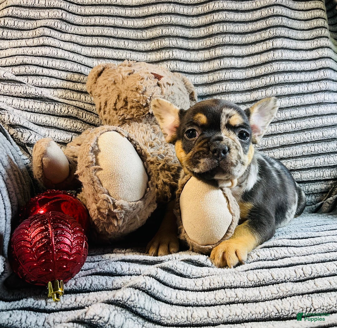 French Bulldog dogs for sale: MILA  - Ad 4