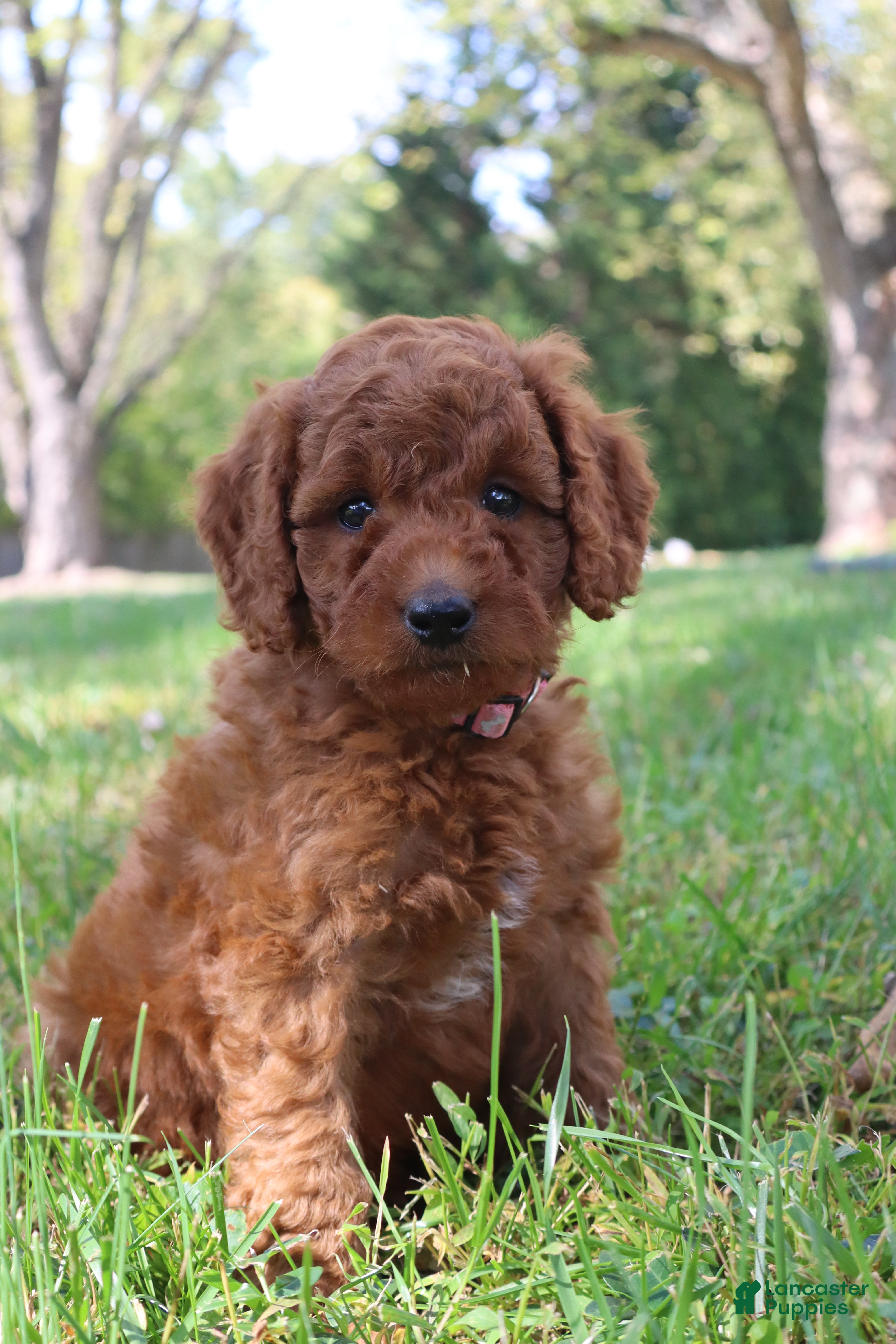 Mini Goldendoodle dogs Spice - Ad 2