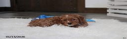 Cavapoo dogs for sale: Loki - Ad 7