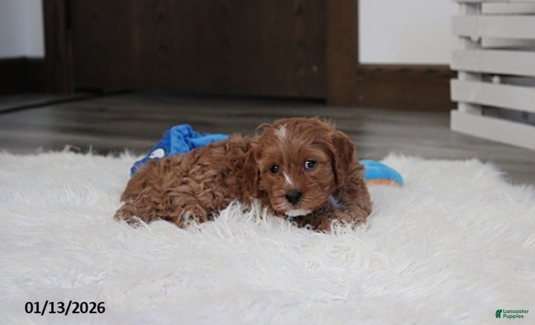 Cavapoo dogs for sale: Loki - Ad 7