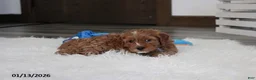 Cavapoo dogs for sale: Loki - Ad 18