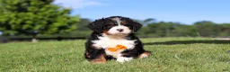 Mini Bernedoodle dogs for sale: Rocky - Ad 1