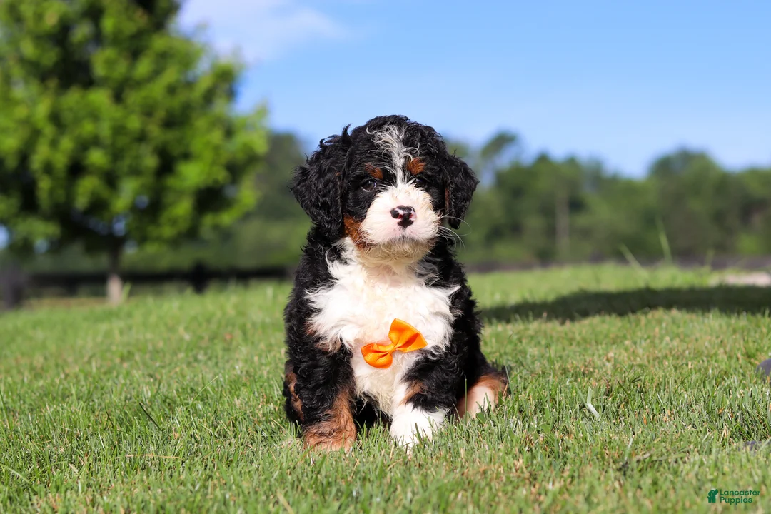 Mini Bernedoodle dogs for sale: Rocky - Ad 1