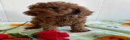 Miniature Poodle dogs for sale: Zack - Ad 1
