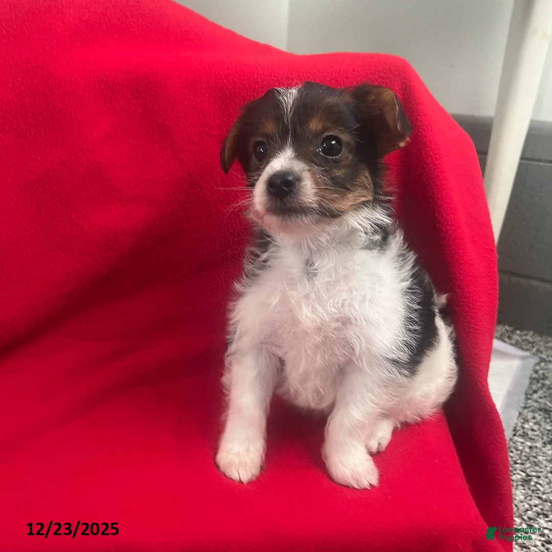 Yorkiepoo dogs for sale: Bear - Ad 10