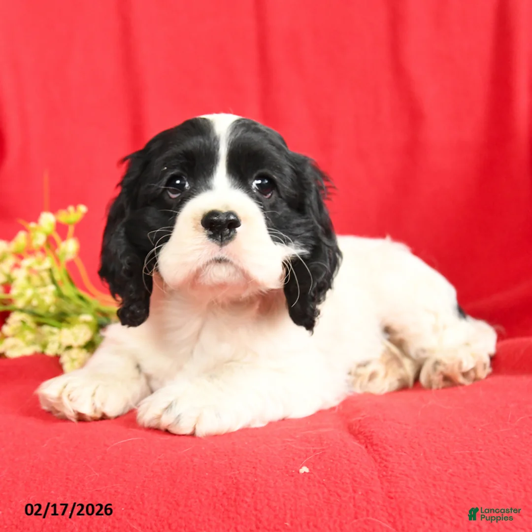 English Cocker Spaniel dogs for sale: Lane - Ad 2