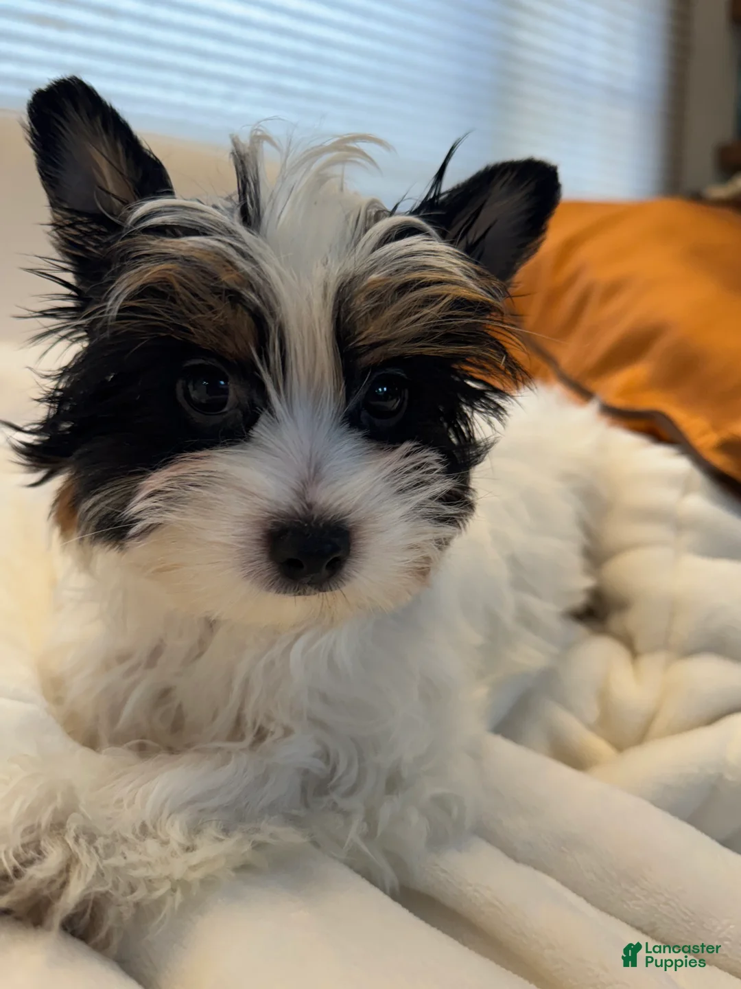 Yorkshire Terrier dogs for sale: Yorkshire Terrier Puppy 1 - Ad 4