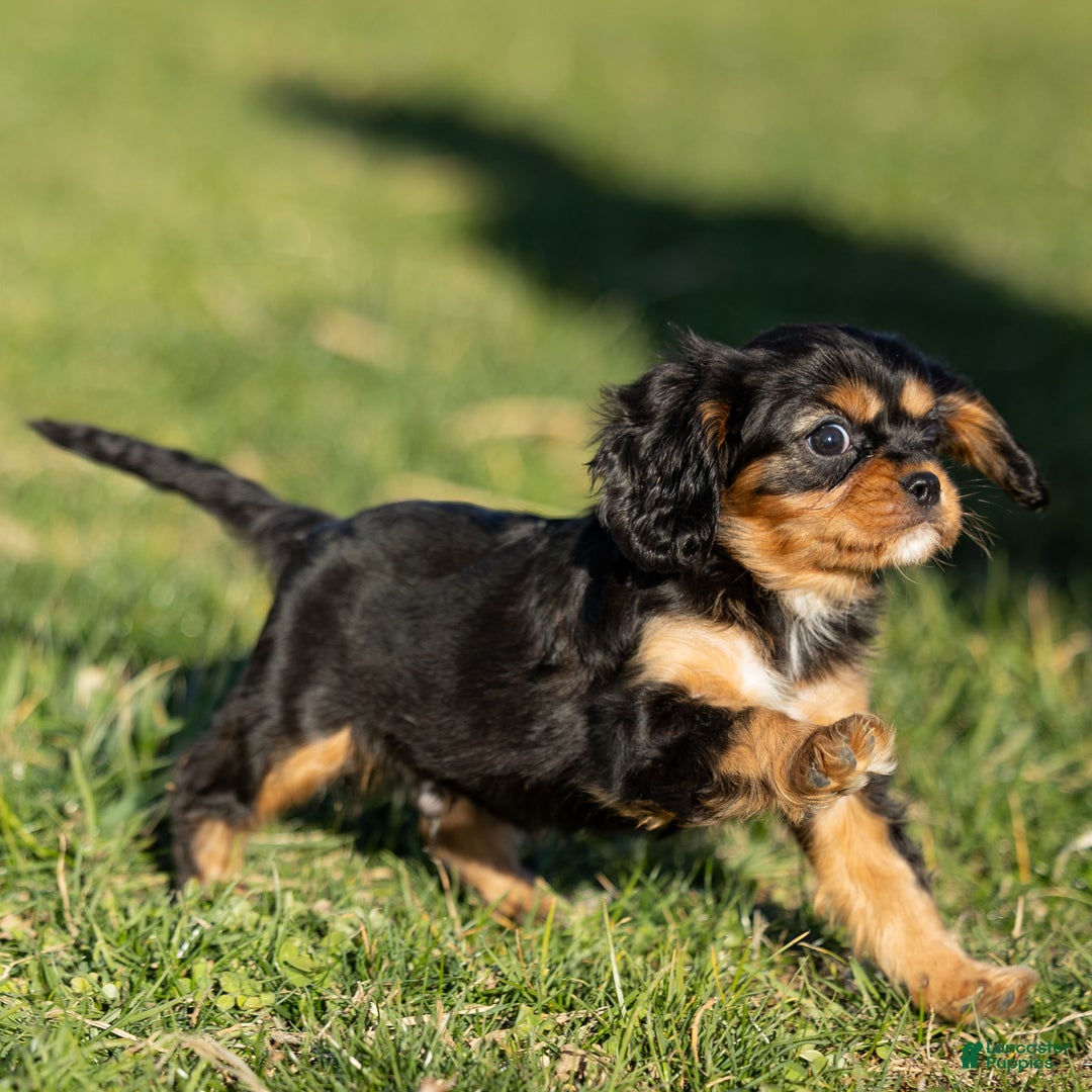 Cavalier King Charles Spaniel dogs for sale: Atticus - Ad 4