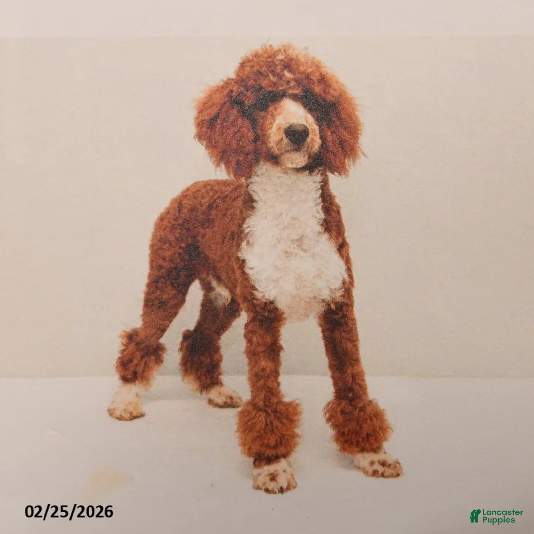 Mixed Breed dogs for sale: Willow - Ad 7