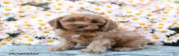 Cavapoo dogs for sale: Teddy - Ad 4