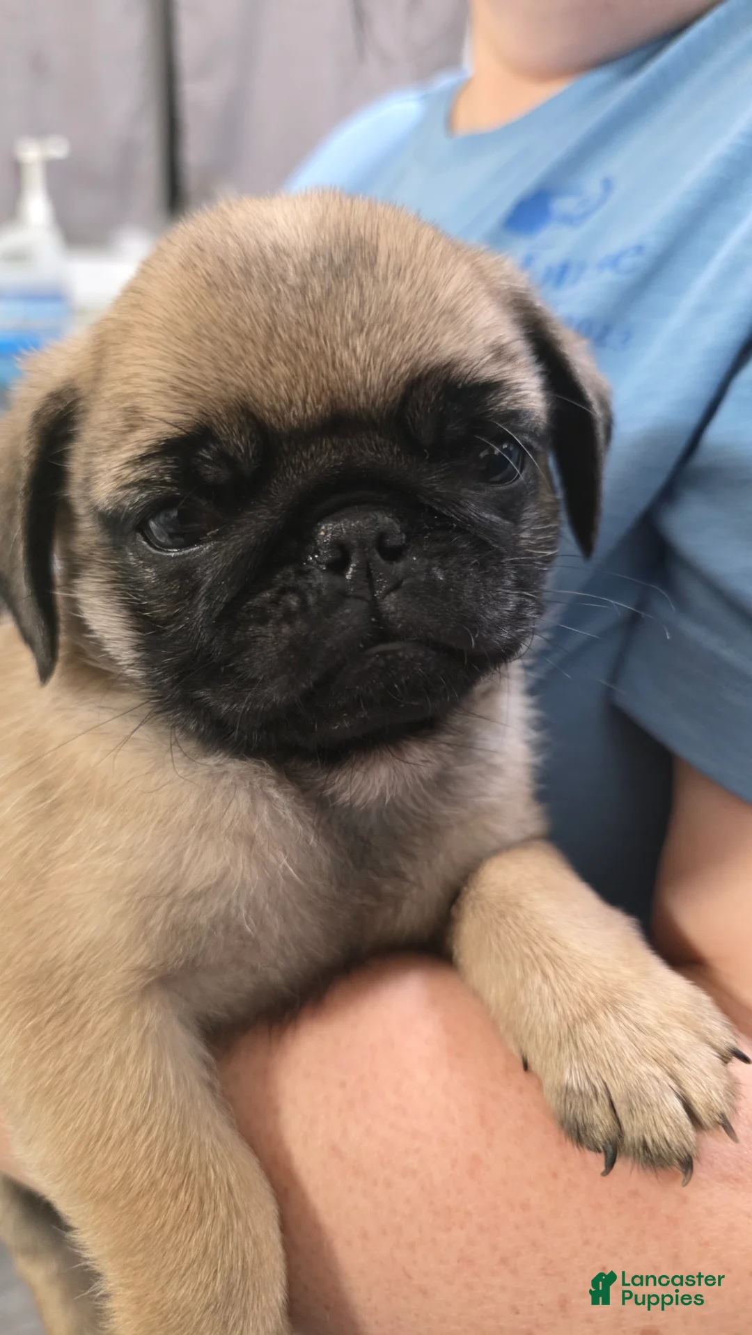 Pug dogs for sale: Pug 2 - Ad 2