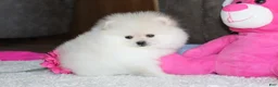 Pomeranian dogs for sale: Tiana - Ad 5